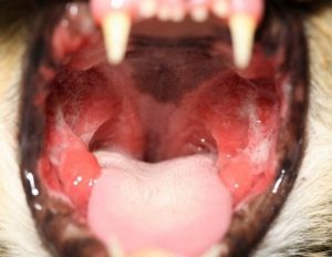 Gingivostomatitis - Tierklinik Tulln