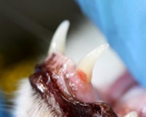 Zahnresorption - Tierklinik Tulln