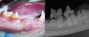 Zahnresorption - Tierklinik Tulln