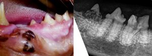 Zahnresorption - Tierklinik Tulln