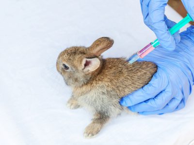 Veterinarian woman with syringe holding and injecting rabbit on ranch background close up. Bunny in vet hands for vaccination in natural eco farm. Animal care and ecological farming concept