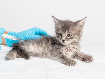 Injections and medicines for kittens, treatment of diseases in a veterinary clinic