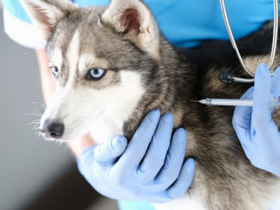 Veterinarian doctor in gloves gives injection to dog. Veterinary services and vaccination at home concept