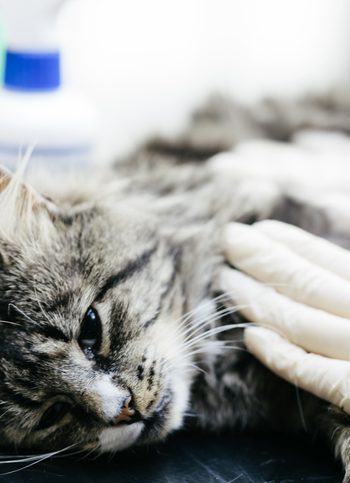 A Veterinary Surgeon examining a cat in a Veterinary Hospital. It is suspected to have been hit by a car. The cat is under anaesthetic.