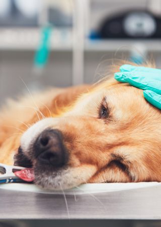 Dog in the animal hospital. Golden retriever lying on the operating room before surgery.