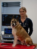 Dr. Stephanie Böhm mit Hund und Ultraschallgerät